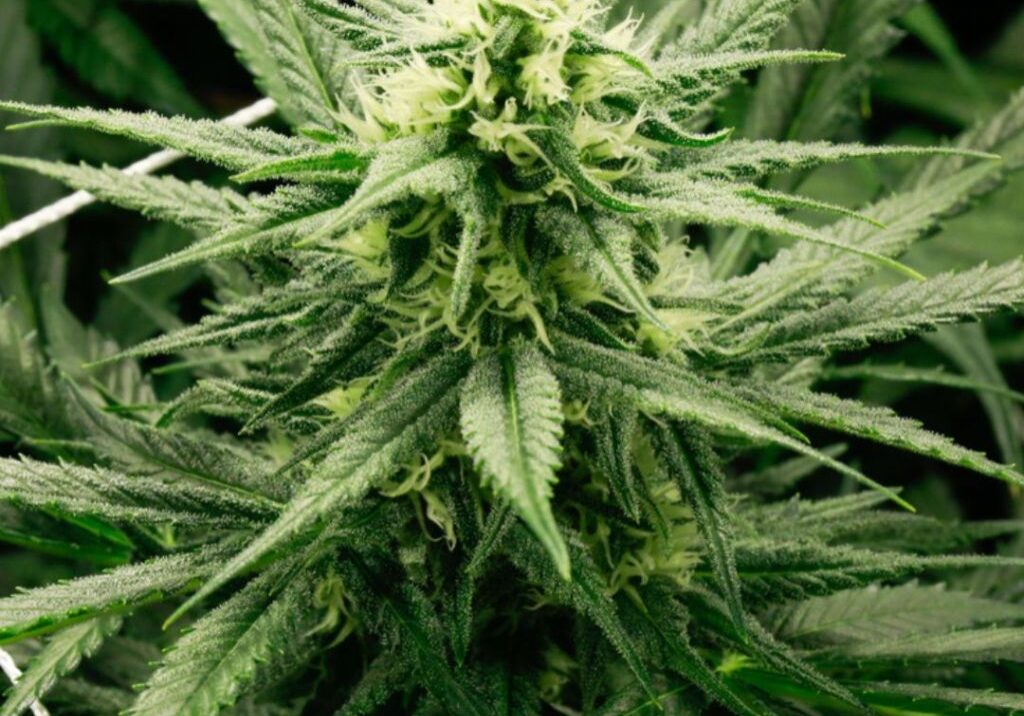 cannabis t shirts